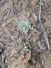Orostachys malacophylla