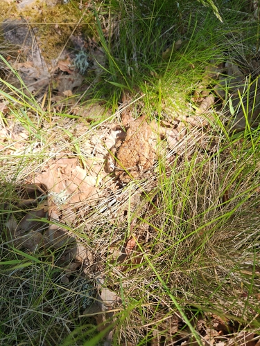 European Toad