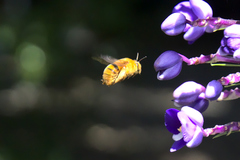 Amegilla bombiformis