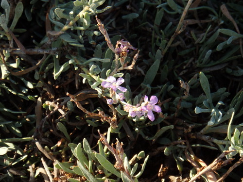 Limoniastrum monopetalum, photograph 5