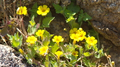 Erythranthe geniculata