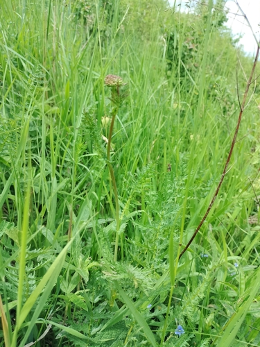 Dropwort