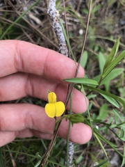 Crotalaria purshii