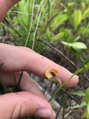 Crotalaria purshii