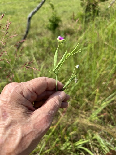 Hairy Vetchling