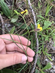 Crotalaria purshii
