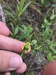 Crotalaria purshii