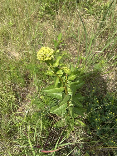 green antelopehorns