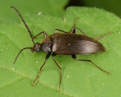 Capnochroa fuliginosa
