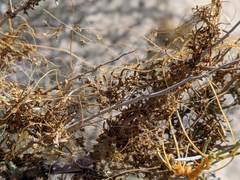 Cuscuta psorothamnensis