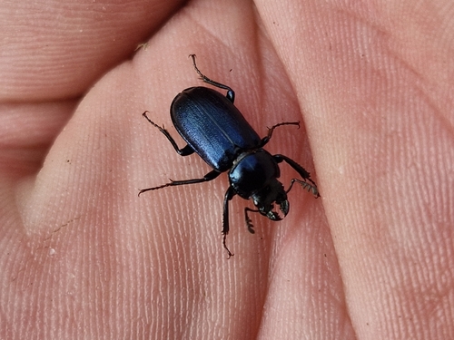 Platycerus caraboides