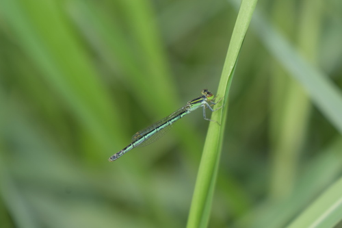 marsh wisp