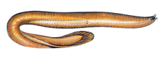 Hagfish photo 4