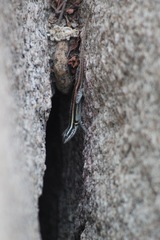 Sceloporus smithi