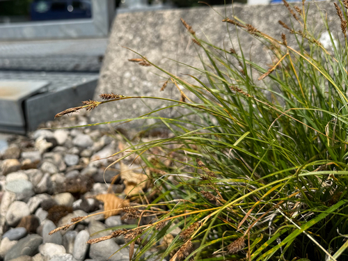 Carex umbrosa