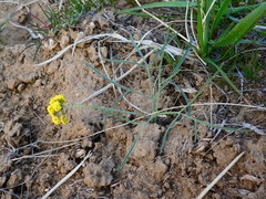 Lomatium simplex