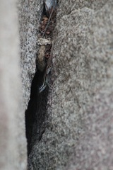 Sceloporus smithi