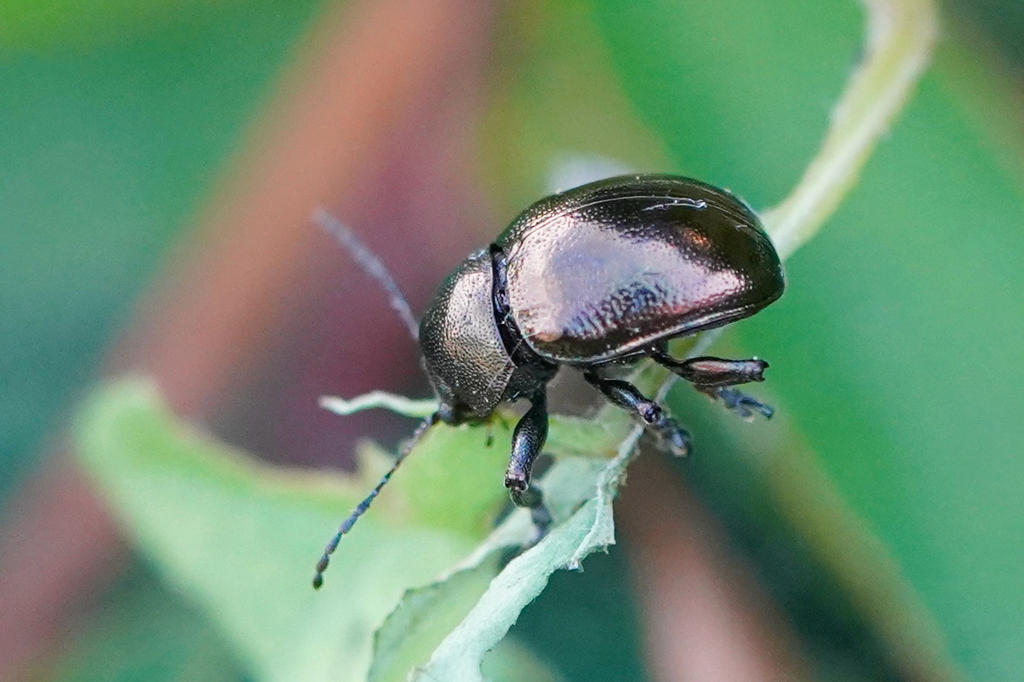 Colasposoma
