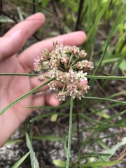Asclepias michauxii