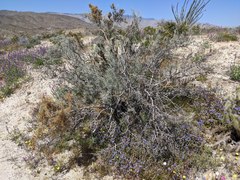 Cuscuta psorothamnensis