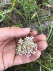 Asclepias michauxii