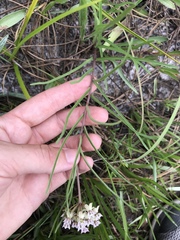 Asclepias michauxii
