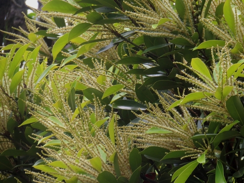 Lithocarpus edulis, photograph 5