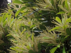Lithocarpus edulis, photograph (c) mami_t_t, some rights reserved (CC BY)