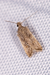 Helcystogramma chambersella