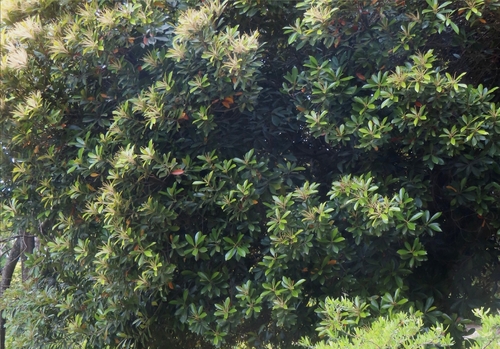 Lithocarpus edulis, photograph 6