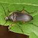 Androchirus femoralis - Photo 由 skitterbug 所上傳的 (c) skitterbug，保留部份權利CC BY