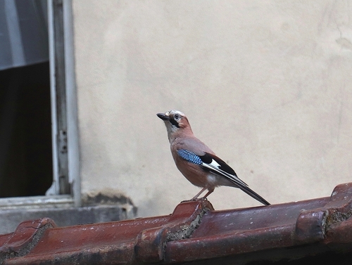Eurasian Jay