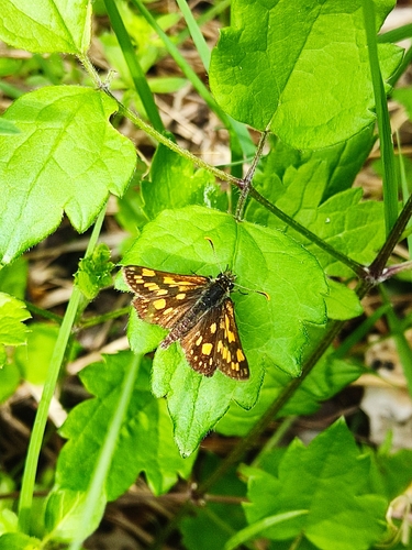 Chequered Skipper