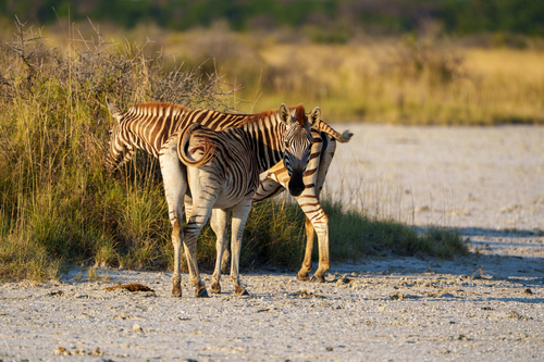 Plains Zebra