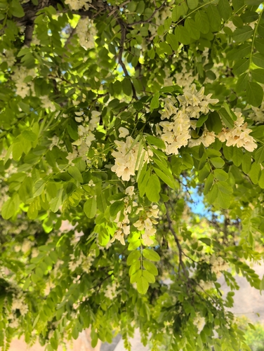 black locust