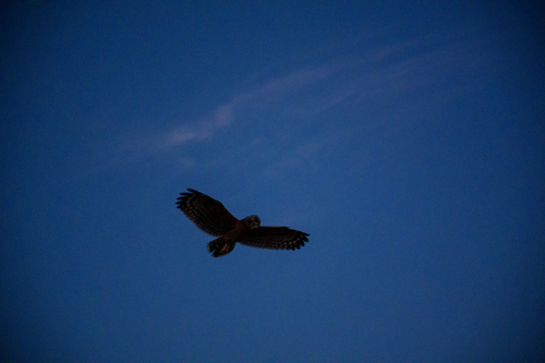 iNaturalist: (c) Christian Eller, some rights reserved (CC BY-NC), uploaded by Christian Eller iNaturalist image