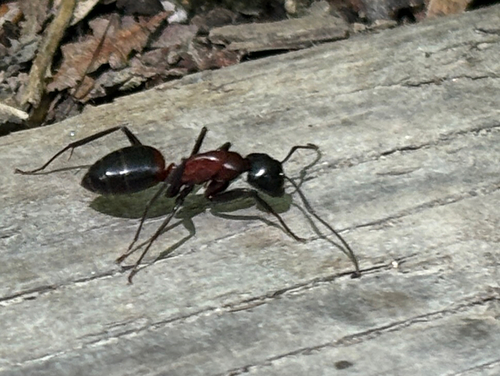 Camponotus obscuripes