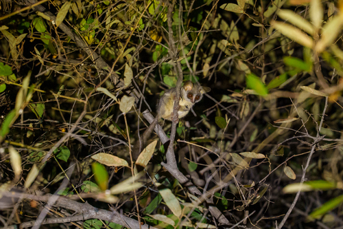 Southern Lesser Galago