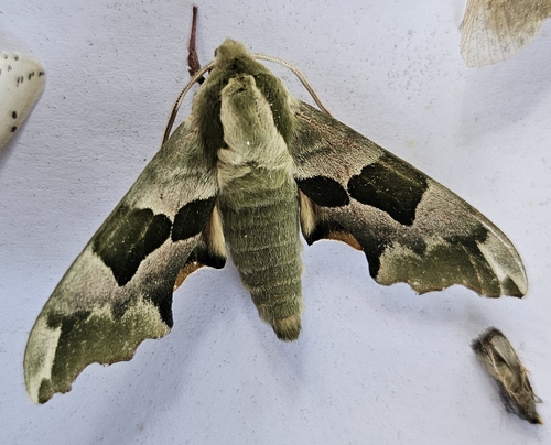 Lime Hawkmoth