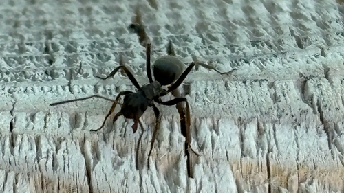 Japanese Wood Ant