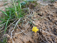 Lomatium simplex