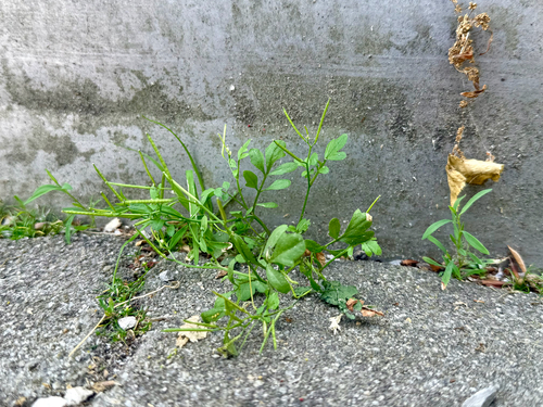 Nursery bittercress