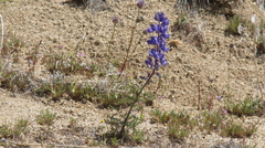 Lupinus benthamii