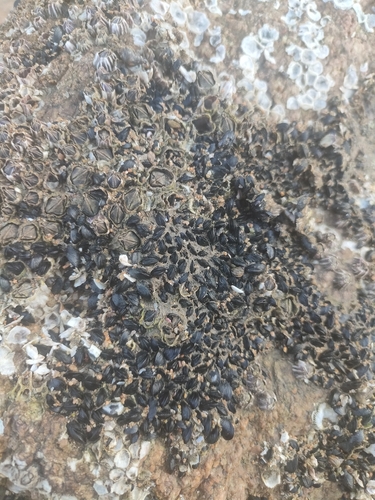 Vignadula atrata observed 2026-05-31