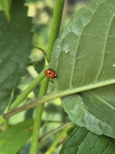 Two-spotted Lady Beetle