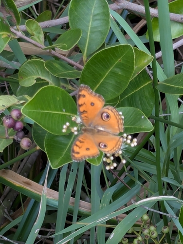Peacock Pansy