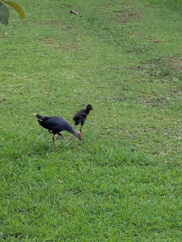 Gray-headed Swamphen