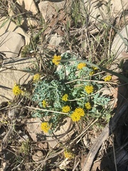 Cymopterus longipes