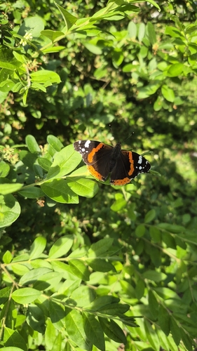 Red Admiral