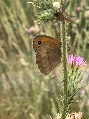 Meadow Brown